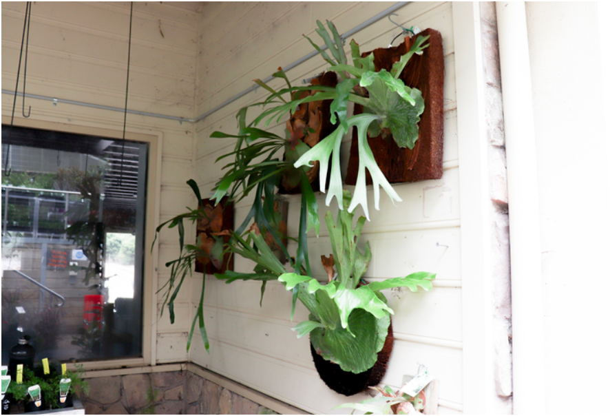 Staghorn and Elkhorn Plants | Aumanns Nursery & Garden