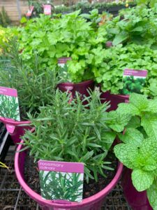great ideas for your garden with herbs