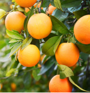 Orange trees