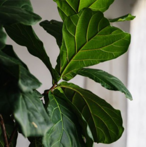 Fiddle-Leaf Fig Tree