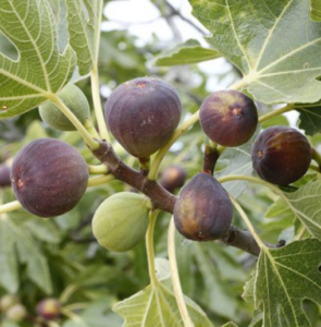 Fig Tree