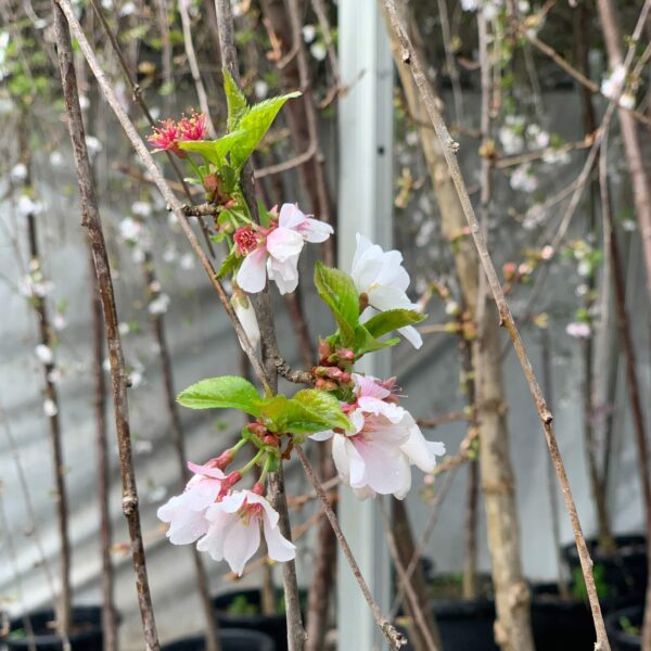 Weeping Cherries
