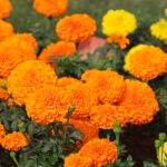Marigolds