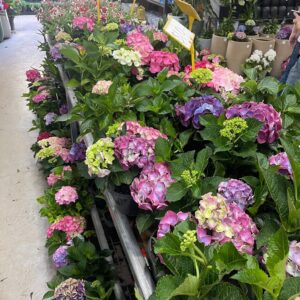 Hydrangeas - Image 2