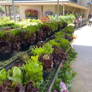Lettuce Bowls
