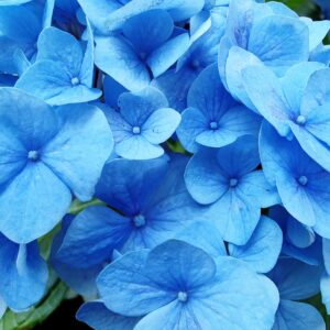 Hydrangeas
