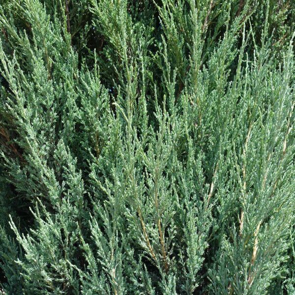 Blue Arrow Conifer