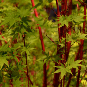 Coral Bark Maple (Acer palmatum ‘Sango-kaku’)