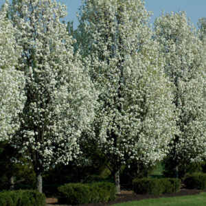 Ornamental Pear Tree (Pyrus calleryana)