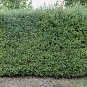 Pittosporum (Pittosporum Tenuifolium)