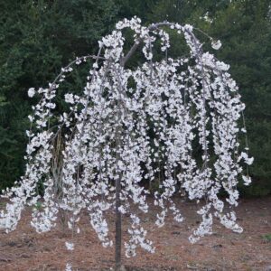 Weeping Cherry ‘Falling Snow’