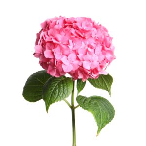 PINK FRIDAY SALE - PINK HYDRANGEAS