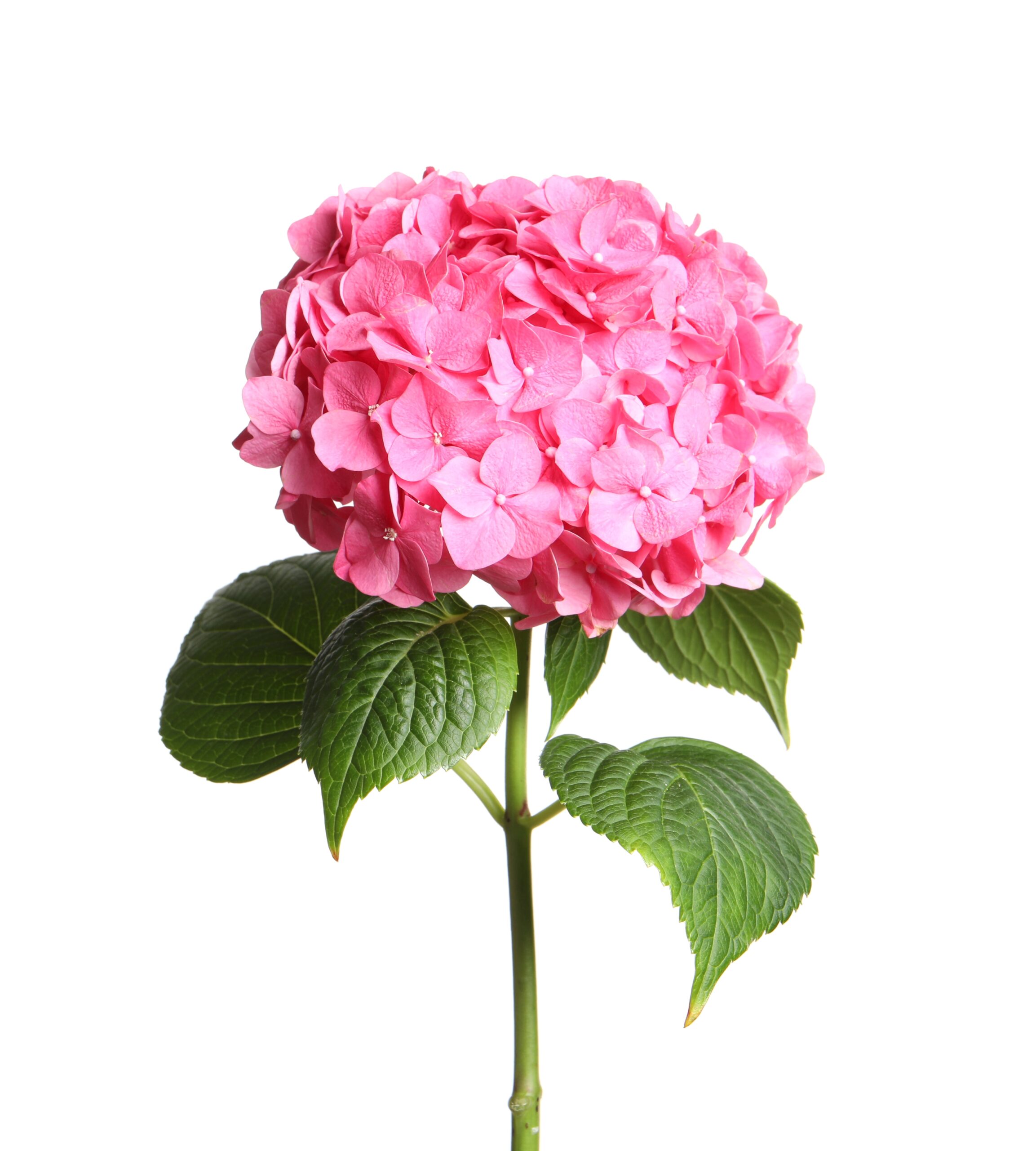 PINK FRIDAY SALE - PINK HYDRANGEAS